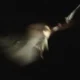 We Give You The Glory (Live)